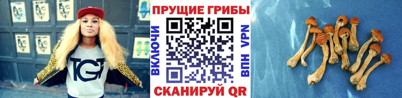 цены   мега как зайти  Псилоцибиновые грибы Cubensis  Пучеж 